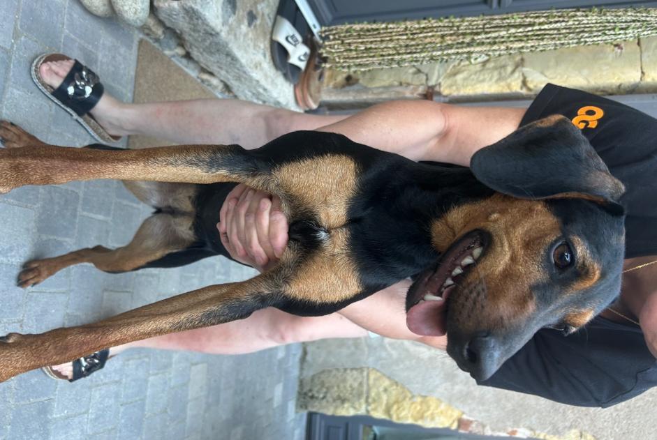 Alerte Découverte Chien croisement Femelle , Entre 7 et 9 mois Beaumont-Louestault France Alerte Découverte Chien croisement Femelle , Entre 7 et 9 mois Beaumont-Louestault France