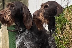 Alerte Disparition Chien  Femelle , 2 ans Neuville-sur-Brenne France